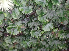 Crepidomanes minutum