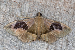 Lamprosema sinaloanensis