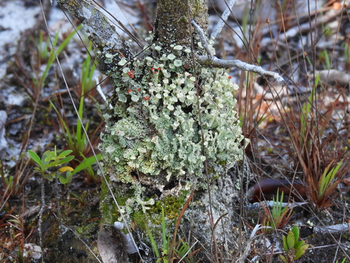 Cladonia corallifera