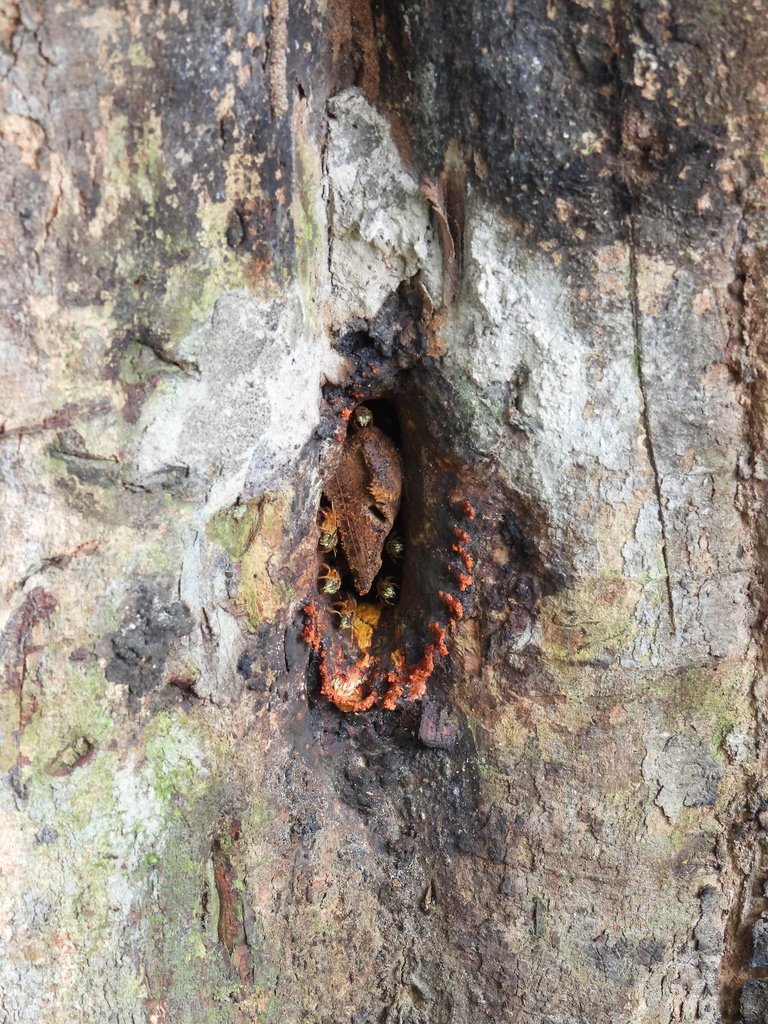 Ptilotrigona lurida