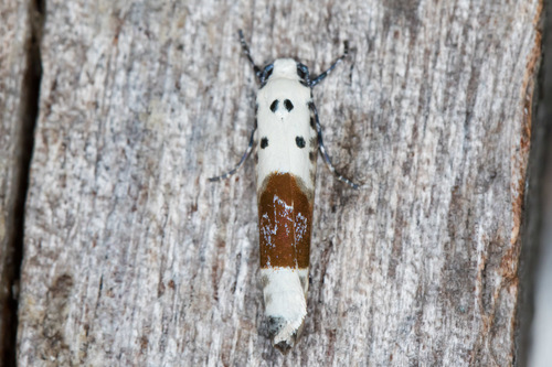 Elachistidae image