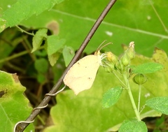 Abaeis salome jamapa