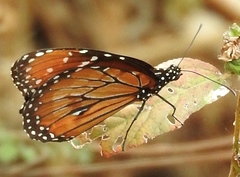 Danaus eresimus montezuma