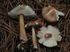 Rhodocollybia butyracea image