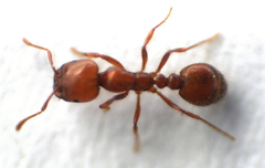 Solenopsis aurea