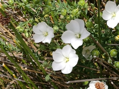 Linum monogynum monogynum