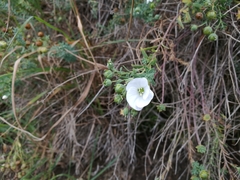 Linum monogynum monogynum