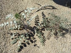 Astragalus aridus
