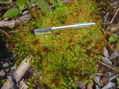 Mniodendron colensoi