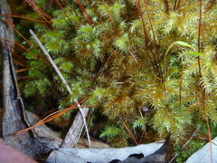 Mniodendron colensoi