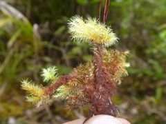 Mniodendron colensoi
