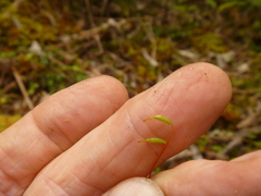 Mniodendron colensoi