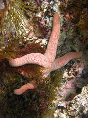 Pseudonepanthia troughtoni