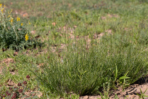 Eragrostis xerophila observed 2022-06-09