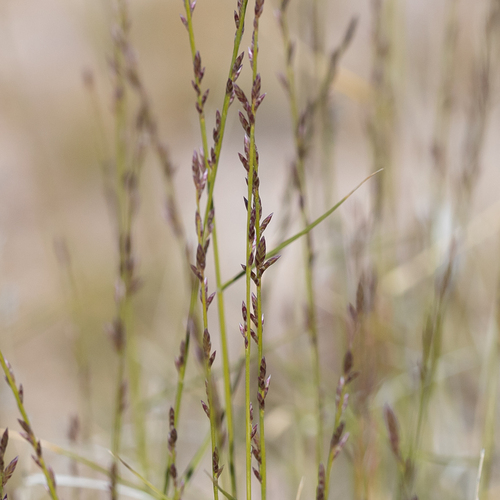Eragrostis xerophila observed 2022-06-10