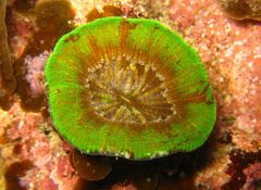 Homophyllia australis