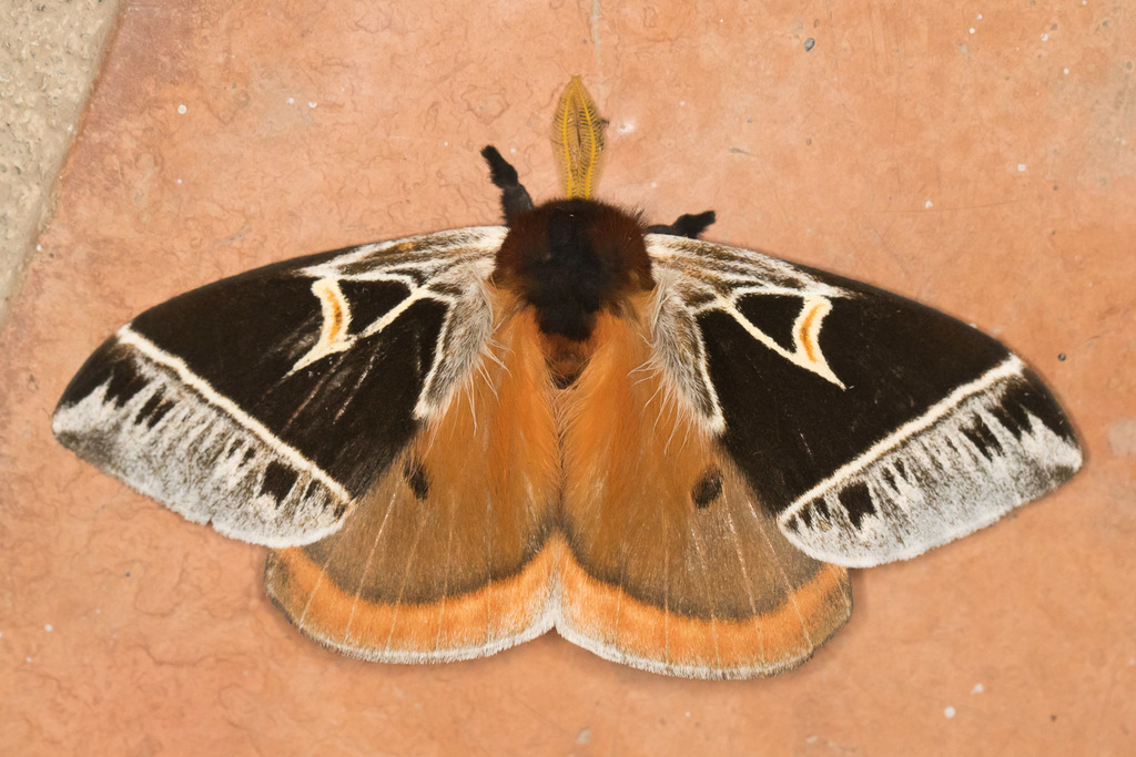 Dirphia horcana