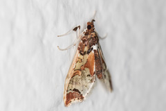 Neoleucinodes