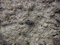 Ellipes minuta