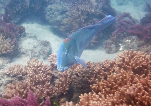 Purple tuskfish (Choerodon cephalotes) — Labridae — 5