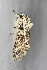 Lichnoptera