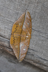 Oxydia translinquens