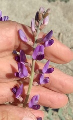 Astragalus lentiginosus borreganus