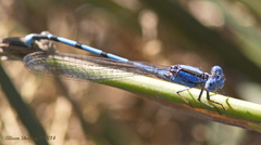 Argia nahuana