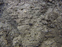 Ellipes minuta