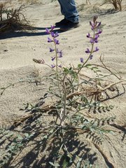 Astragalus lentiginosus borreganus