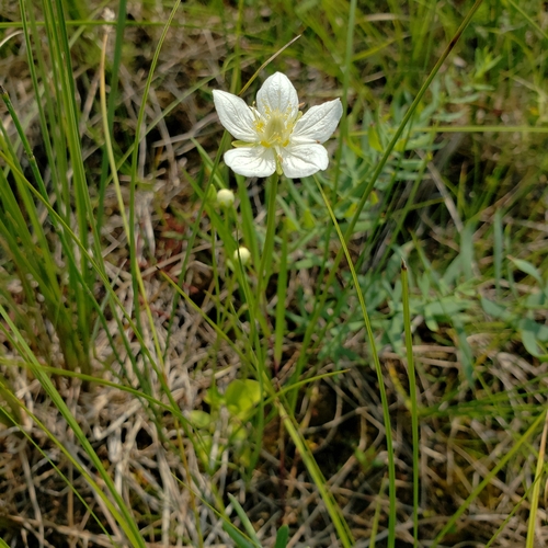 marsh grass-of-Parnassus