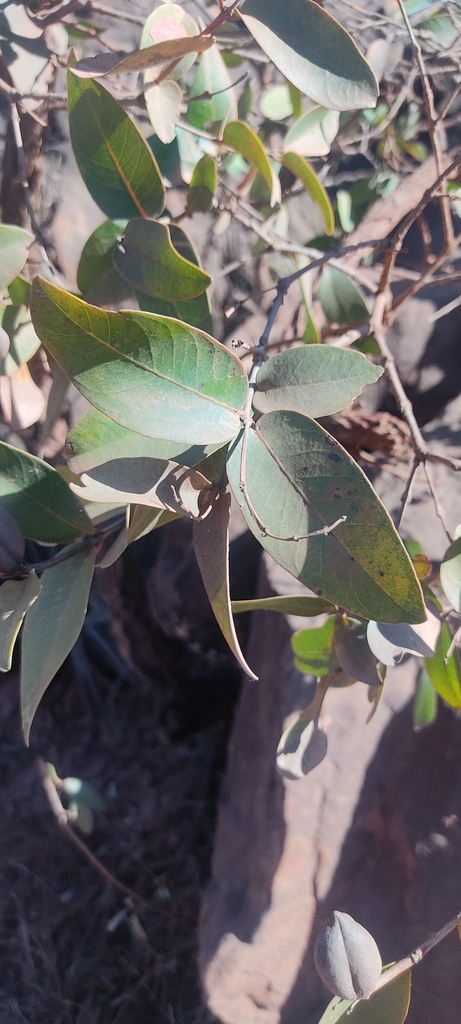 Qualea cordata