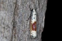 Ethmia terpnota