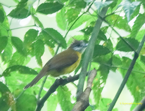 Alophoixus flaveolus