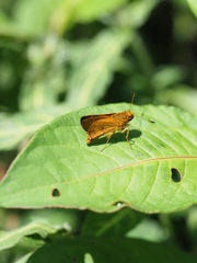 Oriens goloides