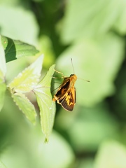 Oriens goloides