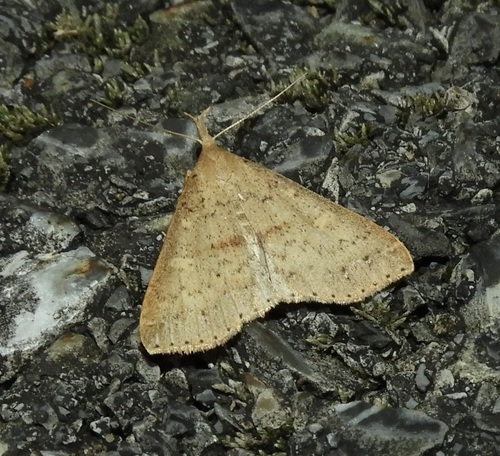 Dotted Renia Moth photo 2