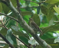 Cyornis unicolor