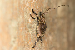 Lagocheirus binumeratus
