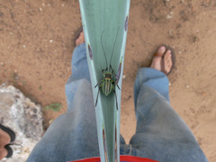 Acanthoplus discoidalis
