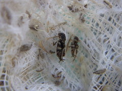 Ellipes minuta