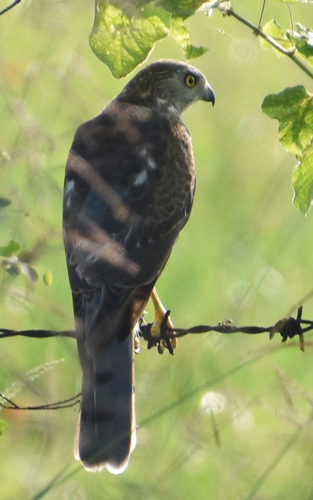 Shikra