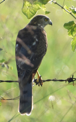 Shikra photo 3