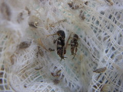 Ellipes minuta