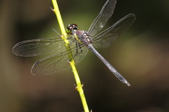 Agrionoptera longitudinalis