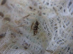 Ellipes minuta