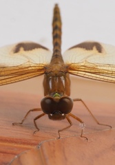 Hydrobasileus croceus