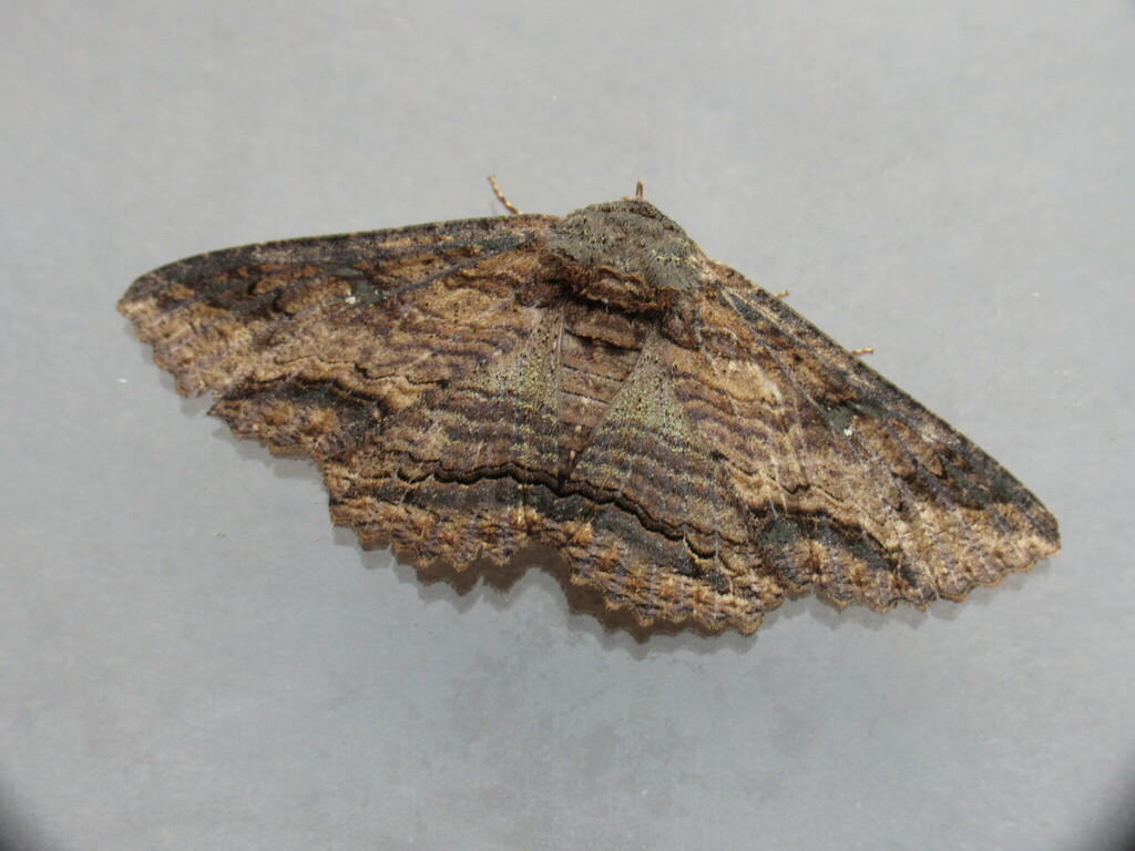 Lunate Zale Moth from Bellbrook, Greene County, OH, USA on July 7, 2023 ...