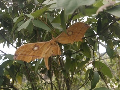 Antheraea