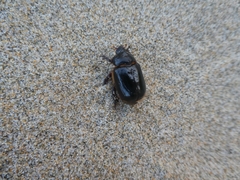 Pericoptus truncatus